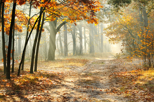 Fallen leaves in autumn forest at sunny weather Stock Photo 02