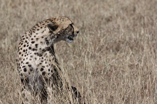 Fast and brave cheetah Stock Photo 02