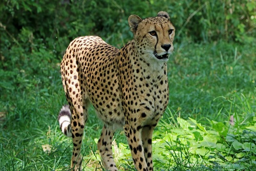 Fast and brave cheetah Stock Photo 04