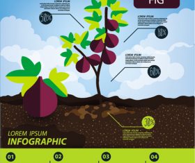 Fig infographic template vector material