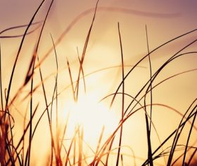 Flowers backlit photography Stock Photo