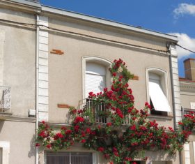 Flowers in front of balcony window Stock Photo 03