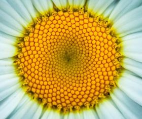 Flowers in macro photography Stock Photo 01