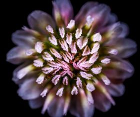 Flowers in macro photography Stock Photo 02