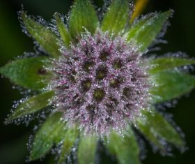 Flowers in macro photography Stock Photo 03