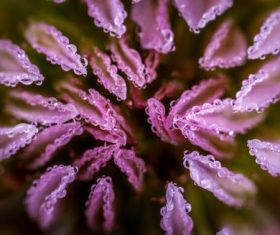 Flowers in macro photography Stock Photo 04