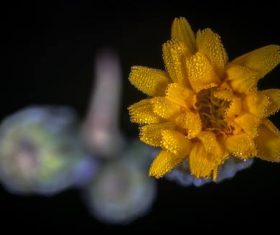 Flowers in macro photography Stock Photo 05