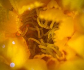 Flowers in macro photography Stock Photo 06