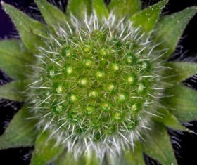 Flowers in macro photography Stock Photo 07