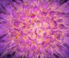 Flowers in macro photography Stock Photo 08