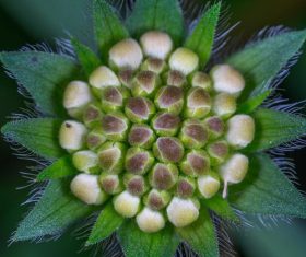 Flowers in macro photography Stock Photo 09