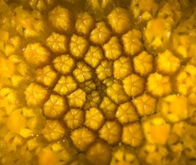 Flowers in macro photography Stock Photo 10