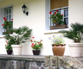 Flowers on the windowsill Stock Photo 02