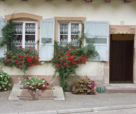 Flowers on the windowsill Stock Photo 03