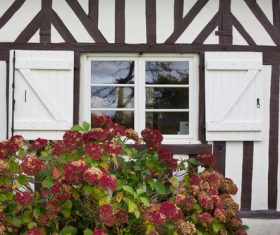Flowers on the windowsill Stock Photo 04