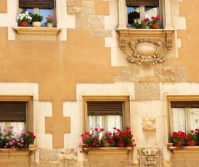 Flowers on the windowsill Stock Photo 05
