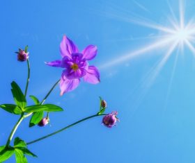 Flowers under the sun Stock Photo