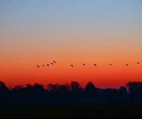 Flying birds on sunset sky Stock Photo
