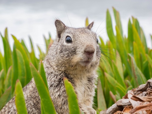 Foraging squirrels Stock Photo