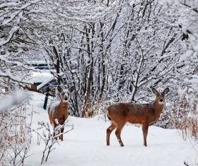 Forest snow scene Stock Photo 01