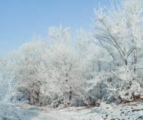 Forest snow scene Stock Photo 02