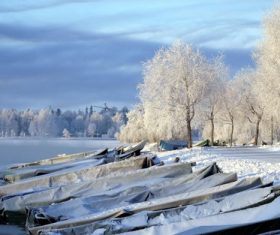Forest snow scene Stock Photo 03