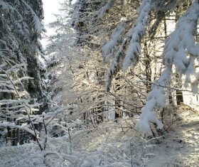 Forest snow scene Stock Photo 04