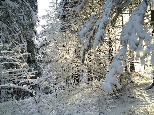 Forest snow scene Stock Photo 04