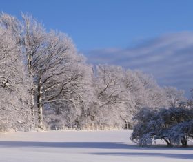 Forest snow scene Stock Photo 05