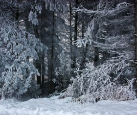 Forest snow scene Stock Photo 06