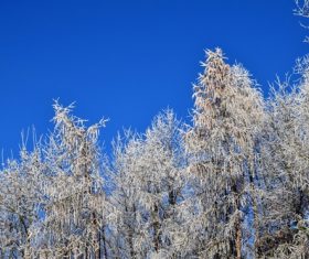 Forest snow scene Stock Photo 07