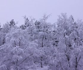 Forest snow scene Stock Photo 08