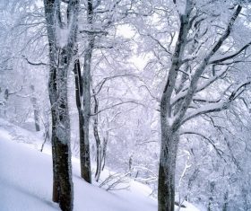 Forest snow scene Stock Photo 09