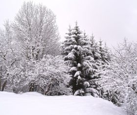Forest snow scene Stock Photo 10