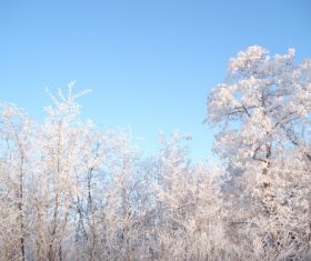 Forest snow scene Stock Photo 11