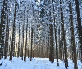 Forest snow scene Stock Photo 12