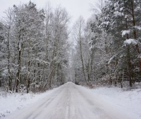 Forest snow scene Stock Photo 13