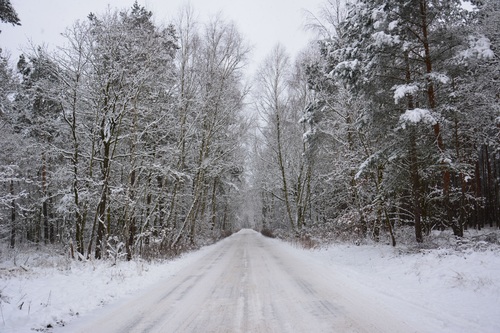 Forest snow scene Stock Photo 13