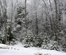 Forest snow scene Stock Photo 14