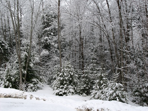Forest snow scene Stock Photo 14