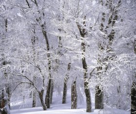 Forest snow scene Stock Photo 15