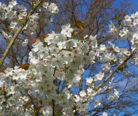 Fragrant white plum blossom Stock Photo 01