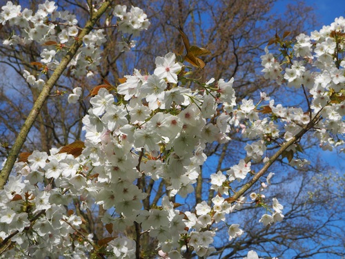 Fragrant white plum blossom Stock Photo 01