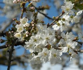 Fragrant white plum blossom Stock Photo 02