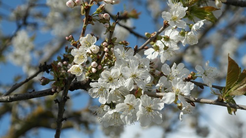 Fragrant white plum blossom Stock Photo 02