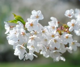 Fragrant white plum blossom Stock Photo 03