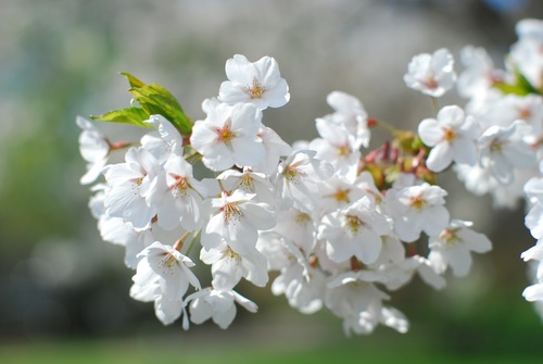 Fragrant white plum blossom Stock Photo 03