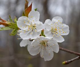 Fragrant white plum blossom Stock Photo 04