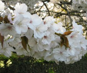 Fragrant white plum blossom Stock Photo 05