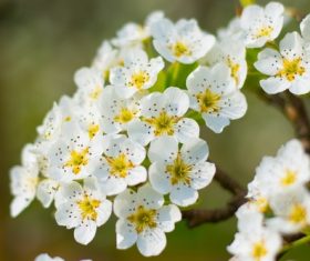 Fragrant white plum blossom Stock Photo 06